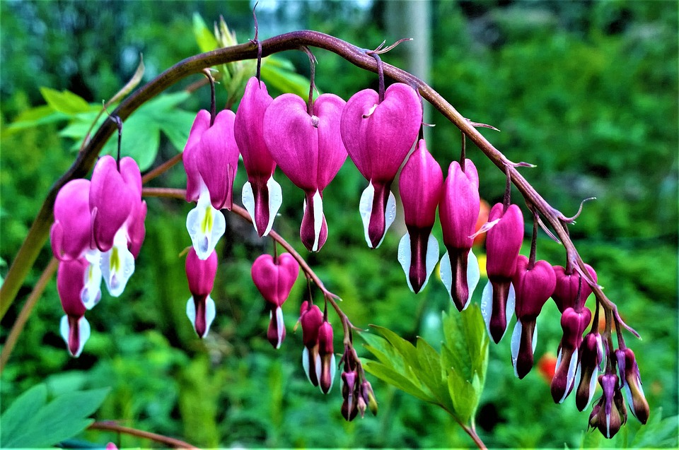 Bleeding heart flowers with link to previous blog post